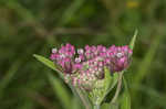 Swamp milkweed